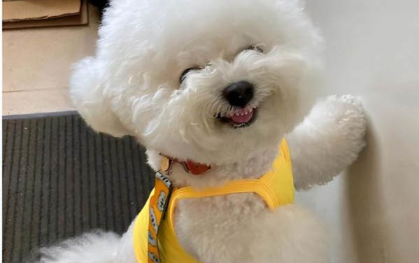 如何防治比熊犬感染真菌