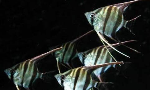 養剛出生的孔雀魚需要注意什么