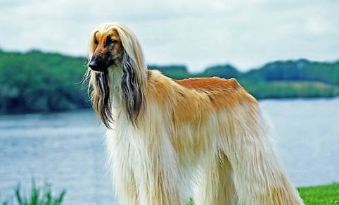 布雷獵犬干咳是什么原因