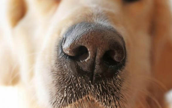 新斯科舍獵鴨犬窩咳應(yīng)該怎么辦