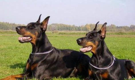 杜賓犬和比特犬哪個厲害