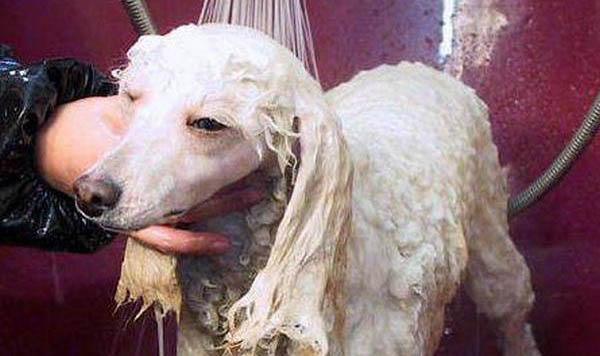 黑色貴賓犬多少錢一只