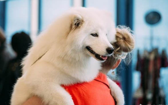 薩摩耶犬多錢