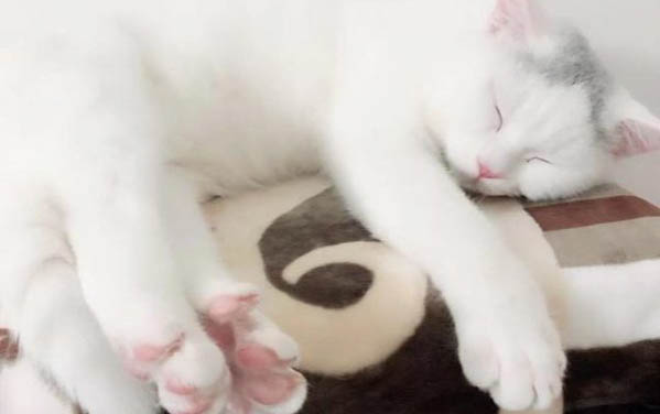 貓從懷孕到生產需多長時間