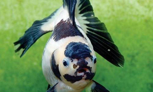 釣魚和氣壓有關(guān)嗎
