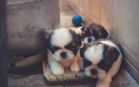 泰迪犬和比熊犬哪個好養