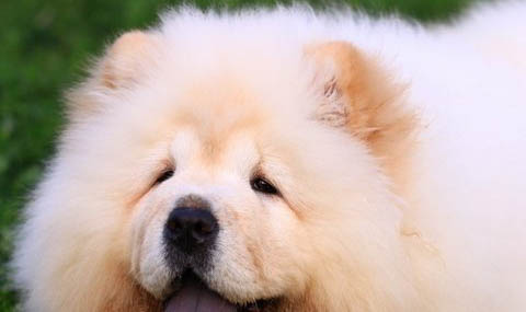 松獅犬價格如何