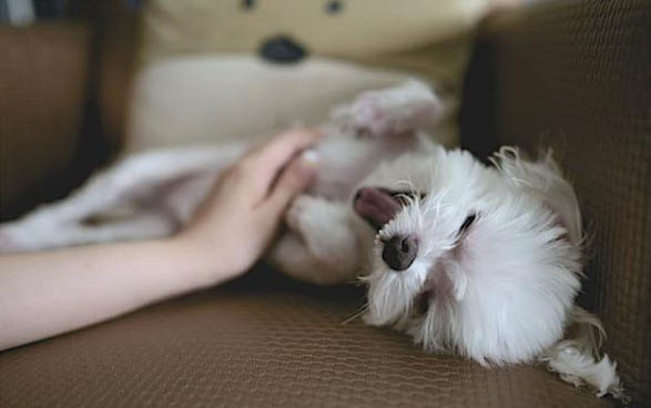 小狗拉稀吃什么藥好得快