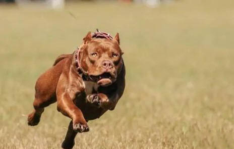 美國純種巨型比特犬和一般比特犬的價格有多大差價