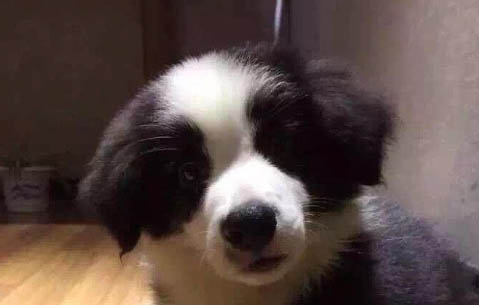 狗狗為什么喜歡刨坑挖洞