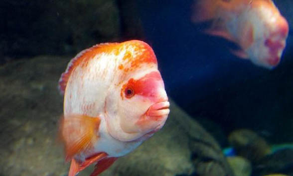 羅漢魚多長時間起頭