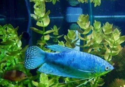 藍星魚飼養