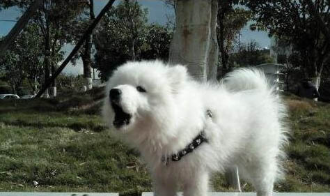 惡霸犬會咬死狗嗎