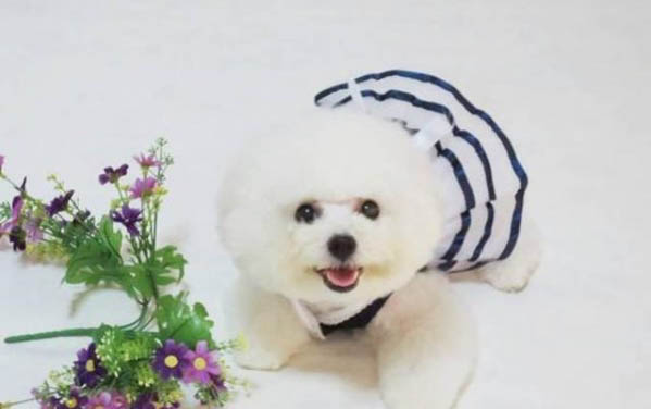 天然狗糧哪個牌子好價格不高