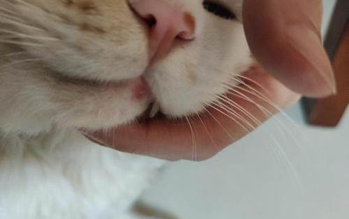 貓咪與人類年齡對照表
