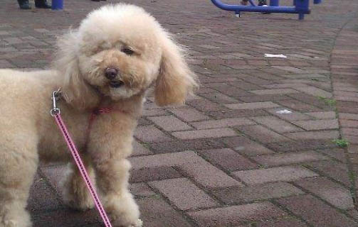 狗狗腸胃炎應該調理多久