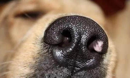 狗狗便便有血