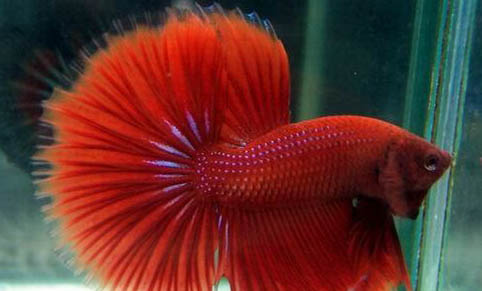 青鳉魚可以和什么魚一起養(yǎng)