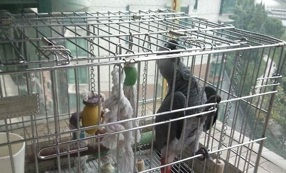 玄鳳鸚鵡雛鳥喂什么食物