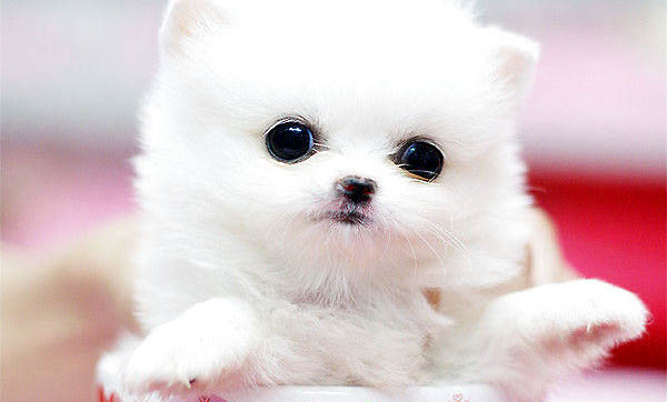 為什么茶杯犬不可以養