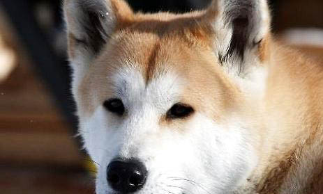秋田犬和柴犬哪個好？