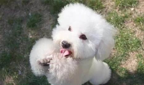 狗狗胃腸炎為什么不吃東西了