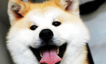 日本秋田犬價(jià)格多少錢一只