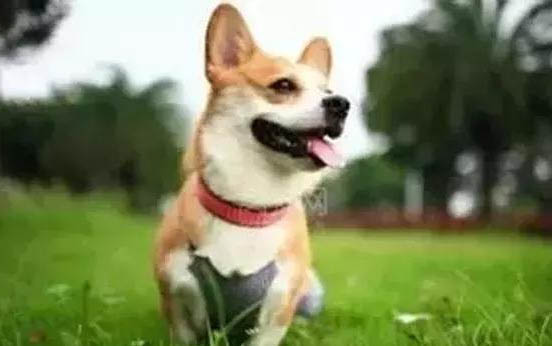 小狗會有狂犬病毒嗎