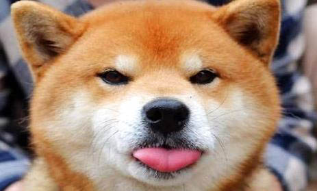 如何分辨柴犬幼犬