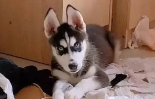 狗狗被車壓了內出血活的幾率大嗎