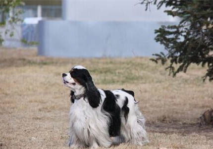 美國可卡犬兩天不拉屎怎么辦