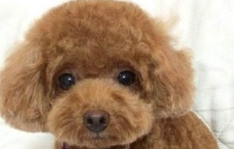 白色泰迪好嗎