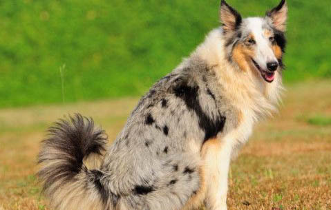 邊境牧羊犬的訓練方法有哪些