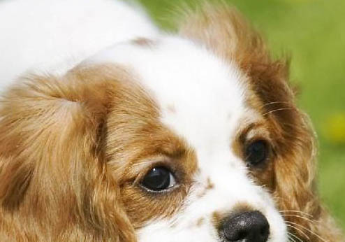 美國水獵犬癲瘋怎么處理