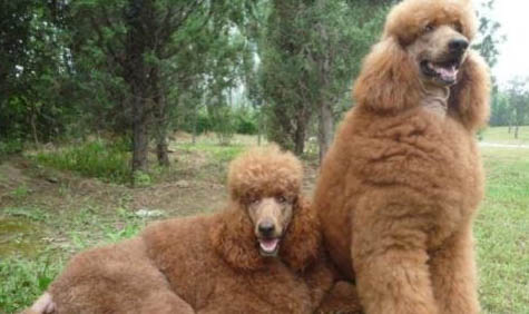巨貴犬有哪些優點和缺點
