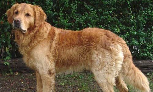 金毛犬細(xì)小病毒的癥狀與防治
