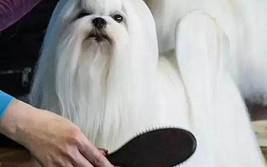 狗得了腸炎怕冷怎么辦