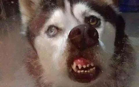 狗狗生病吃什么藥