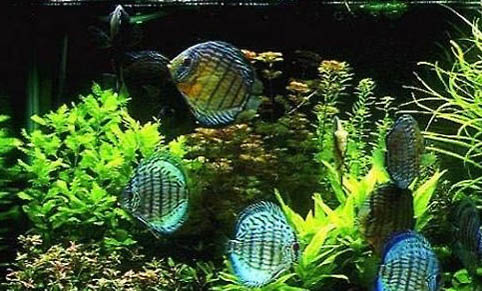 魚缸里的水老是渾的怎么辦