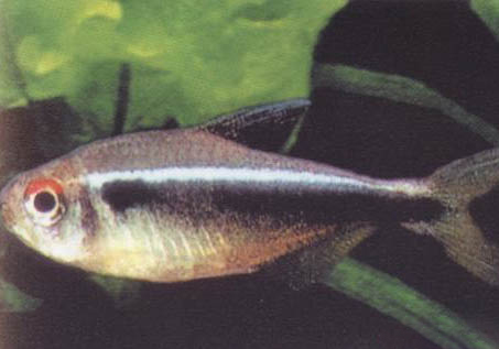 龍魚多久換水一次