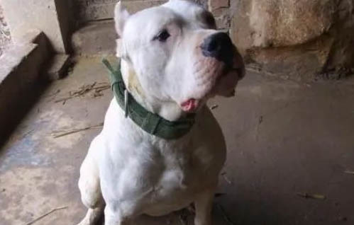 阿根廷杜高犬多少錢一只
