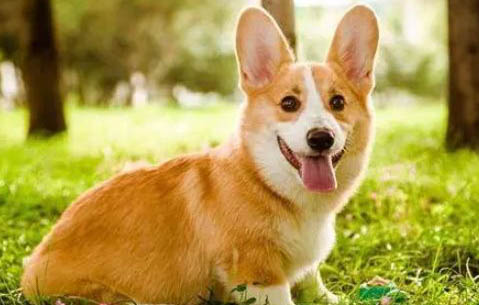 柯基犬能吃人的東西嗎