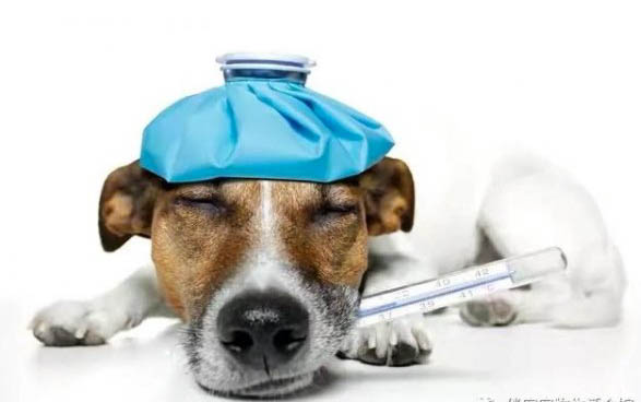泰迪犬生產接生方法及注意事項