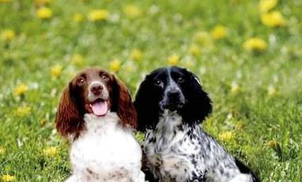 米格魯獵犬的飼養(yǎng)要點有哪些