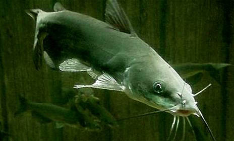 接吻魚還可以和什么魚混養(yǎng)