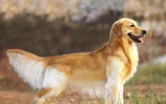 狗狗腸胃出血有哪些癥狀
