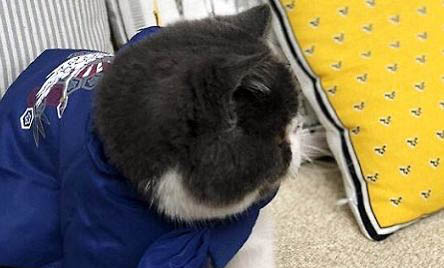 貓咪能吃哪些蔬菜