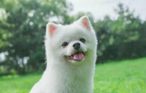 飼養(yǎng)幼犬的注意事項