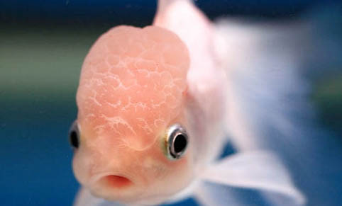 金魚吐泡泡是怎么回事啊