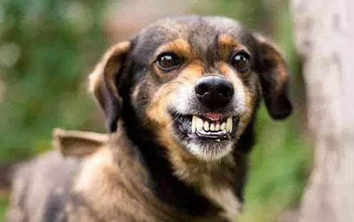 拉布拉多是大型犬嗎為什么